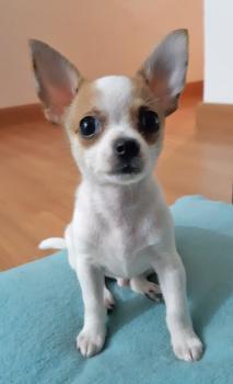Boby - O retorno, Chihuahua