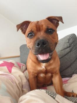 Draco, Staffordshire Bull Terrier