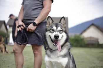 shadow, Malamute