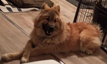 stella blue, Eurasier