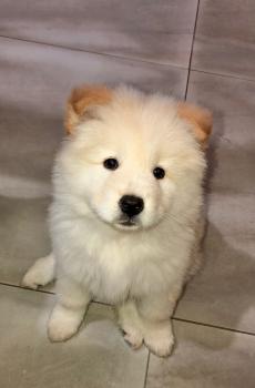 Morita, Chow Chow