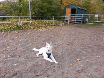 Jack, Weißer Schweizer Schäferhund