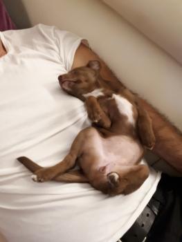 Kira, Otros perros