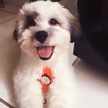 Theo, Lhassa Apso
