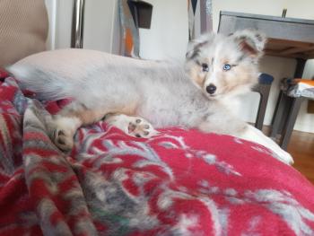 Sàga, Pastor De Shetland