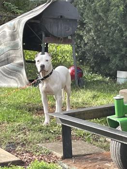 Oreo, Staffordshire Bull Terrier