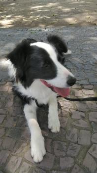 Duke, Border Collie