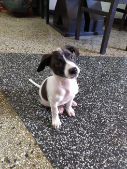 Pancho, Parson Jack Russell Terrier (De Pelaje Corto - Suave)