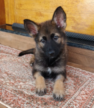 Jade, Perro Pastor Alemán