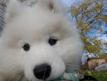 Stout, Samoyede