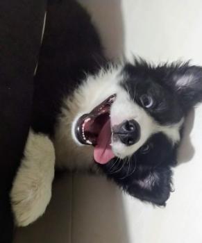 Tesla, Border Collie