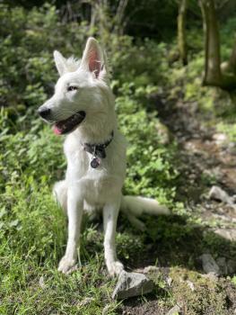 Sol, Berger Blanc Suisse