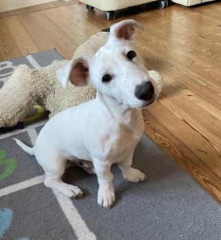 Joschi, Parson Jack Russell Terrier (De Pelaje Corto - Suave)