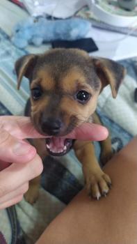 Mel, Pinscher (Alemán)
