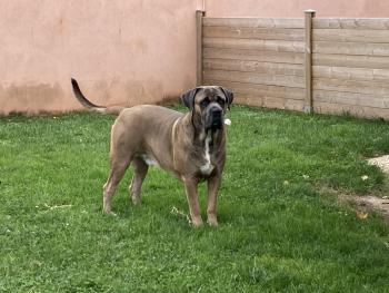 Paco, Cane Corso