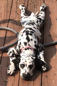 Stella, Dalmatien