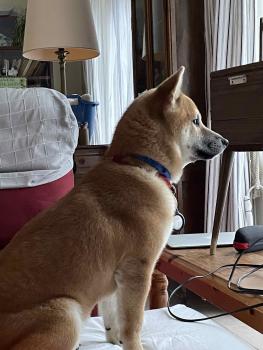 Seiki, Shiba