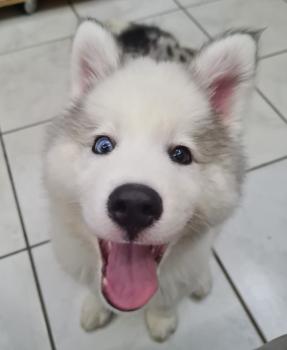 Kyra, Husky Siberiano