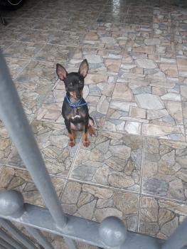 Thor, Pinscher