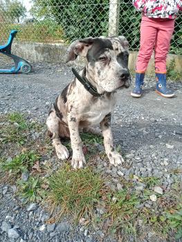 Sia, Cane Corso