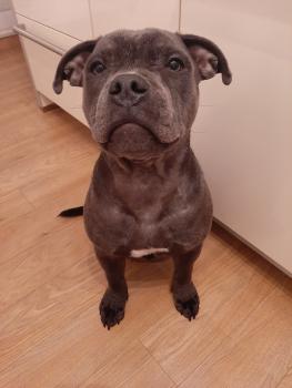 Simba, Staffordshire Bull Terrier