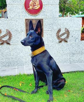 Luna-tic, Berger Malinois