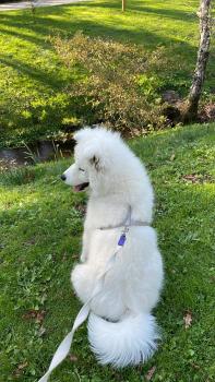 Filloa, Samoyedo