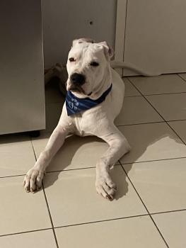 Samba, Dogo Argentino