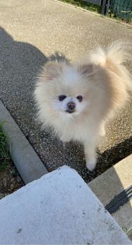 Nounours, Keeshond