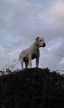 Nero, Dogo Argentino
