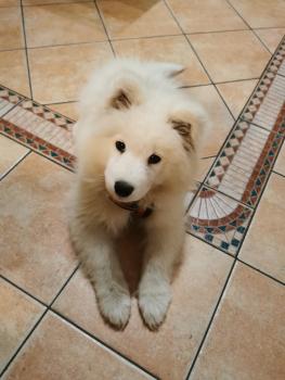 Sugar, Samoyede