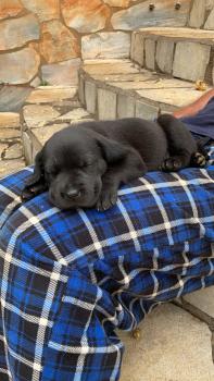 Pantera, Labrador Retriever