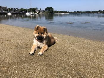 simone, Eurasier