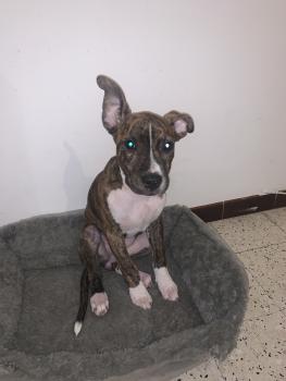 Kassie, Staffordshire Bull Terrier