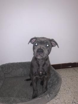 Kira, Staffordshire Bull Terrier