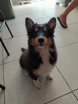 Tom, Cane da pastore scozzese Shetland