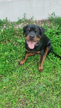 Samaël, Rottweiler