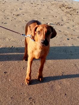 Scola, Crestado Rodesiano