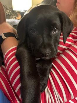 Kali, Labrador Retriever