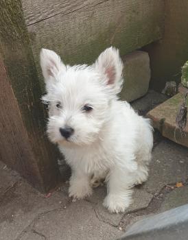 Sécotine, Westies