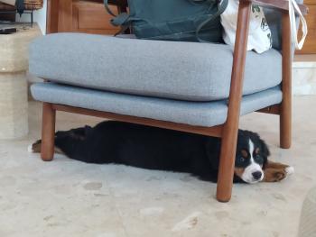 Kiko, Boyero De Berna