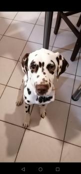 Simba, Dalmatien