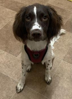 Maze, Springer spaniel inglés