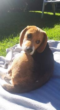 Nala, Beagle