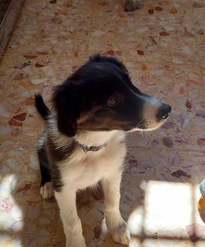 Snoopy, Border Collie