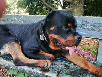Zoltan, Rottweiler