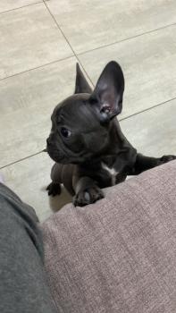 Hal, Bulldog Francés