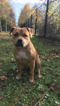 Dakota, Staffordshire Bull Terrier