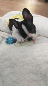 Napoleón, Bulldog Francés