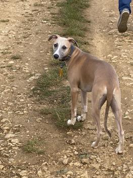 Sam, Whippet